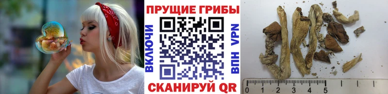 купить наркотик Костерёво это какой сайт Галлюциногенные грибы Psilocybe